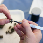 Hands dissecting an owl pellet with tweezers.